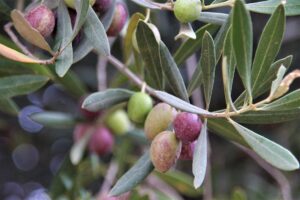 close up picture of a olive tree branch with green and purple olives